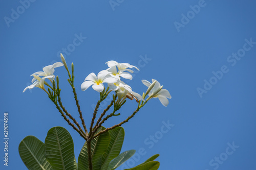 Plumeria flower on a blue sky background sky