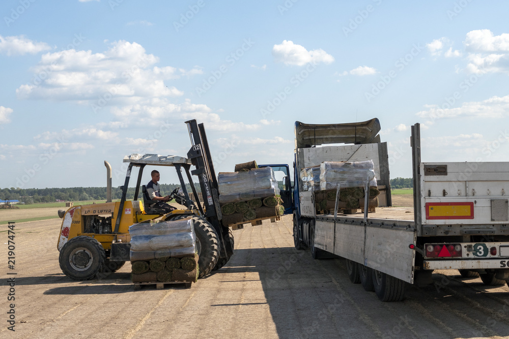 Wheel loader machine transportation pallet with green grass lawn rolls cargo/ Loading of pallets with turf and delivery. Lawn in rolls