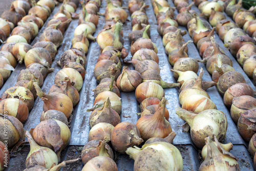 Homegrown onions on the drying table after harvest Homegrown onions on the drying table after harvest