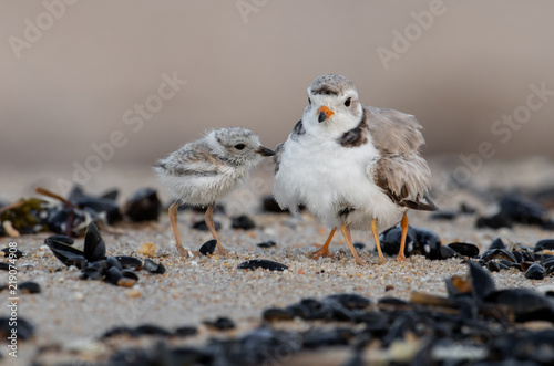 Tablou canvas Piping Plover chicks with mom