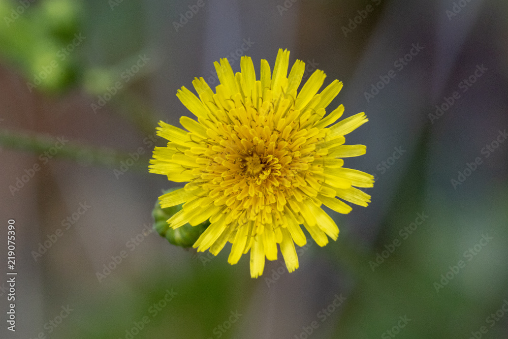 Flower Flower