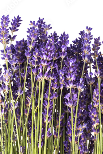 Fototapeta Naklejka Na Ścianę i Meble -  Bouguet of violet lavendula flowers on white background, close up