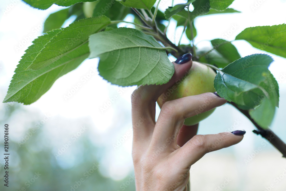 Female hand picking a green apple from a branch, close up Female hand picking a green apple from a branch, close up