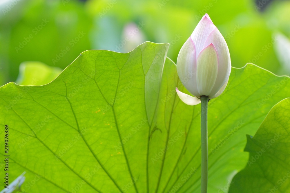 Lotus flower (Nelumbo nucifera) on green leaf background
