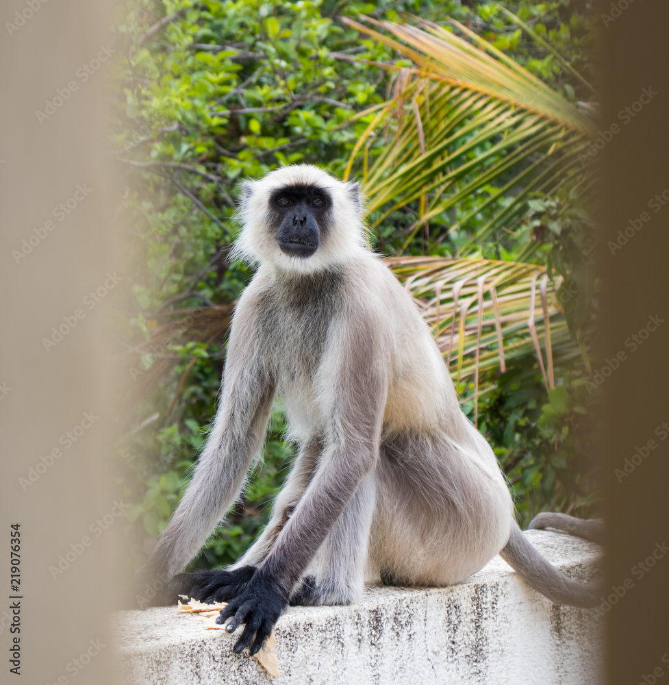 Obraz premium Staring contest