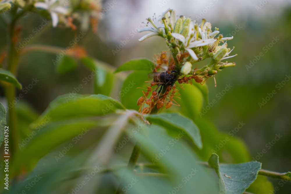 Ant Attack