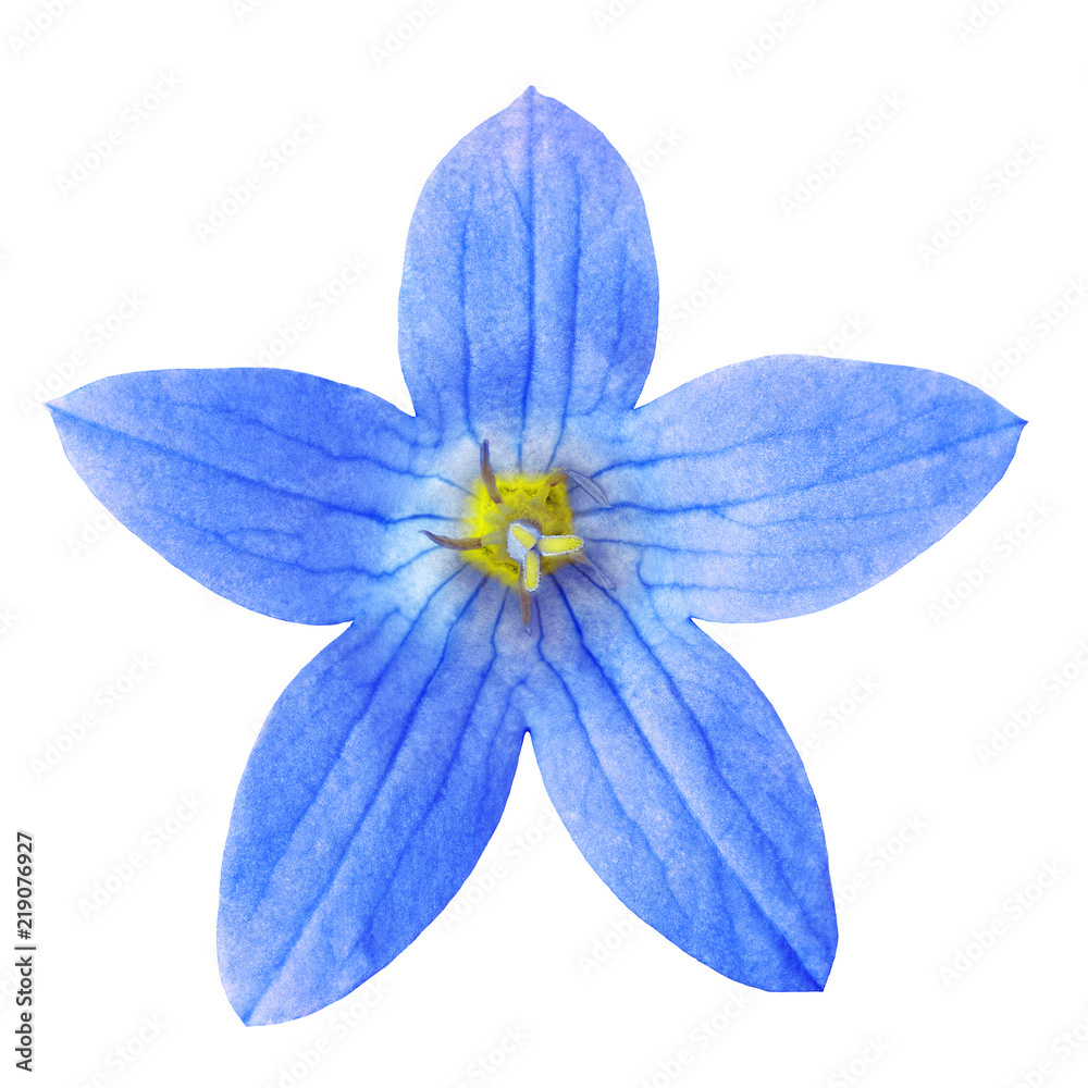 Wild blue yellow bell flower(campanula), isolated on a white background.  Close-up. Element of design. Nature. Stock Photo | Adobe Stock