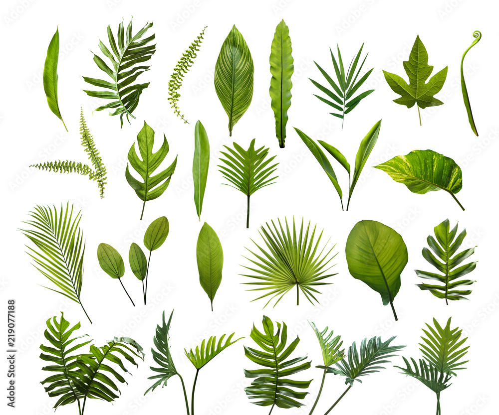 Collection of different tropical leaves. Elements set leaf on isolated white background - obrazy, fototapety, plakaty 