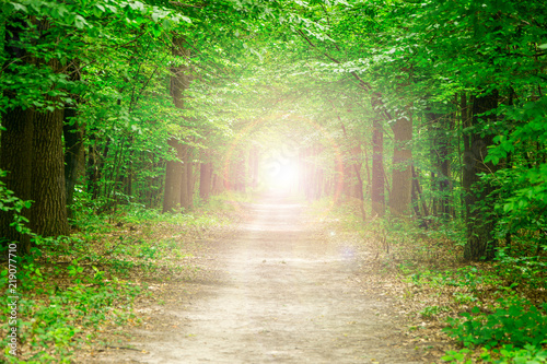 Green forest. The path through the trees photo