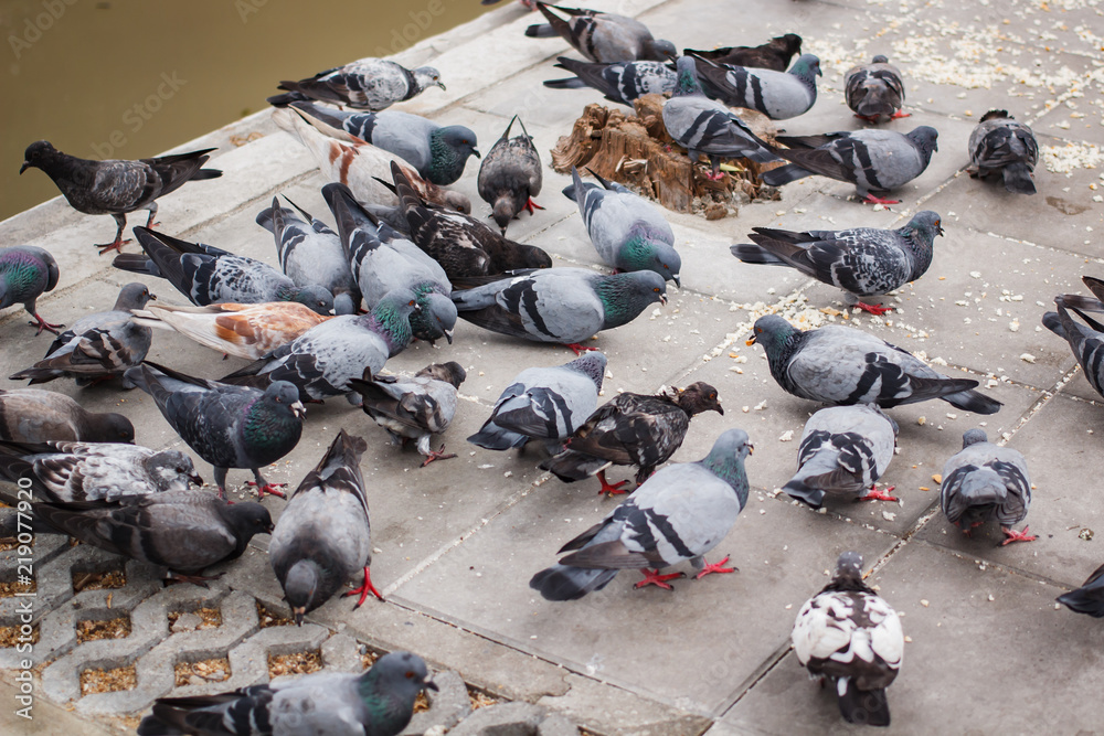 Pegions or doves inhabited the city, Thailand. Pegions or doves inhabited the city, Thailand.