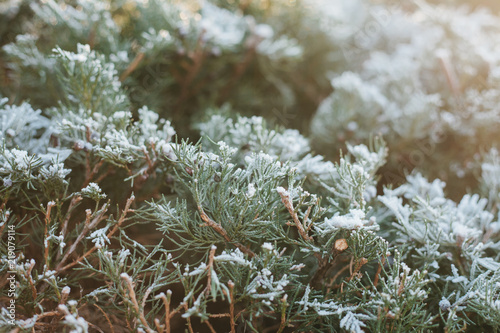 Winter background. Close-up of fir in the snow or the hoarfrost in sunlight photo