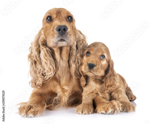 puppy and mother cocker spaniel