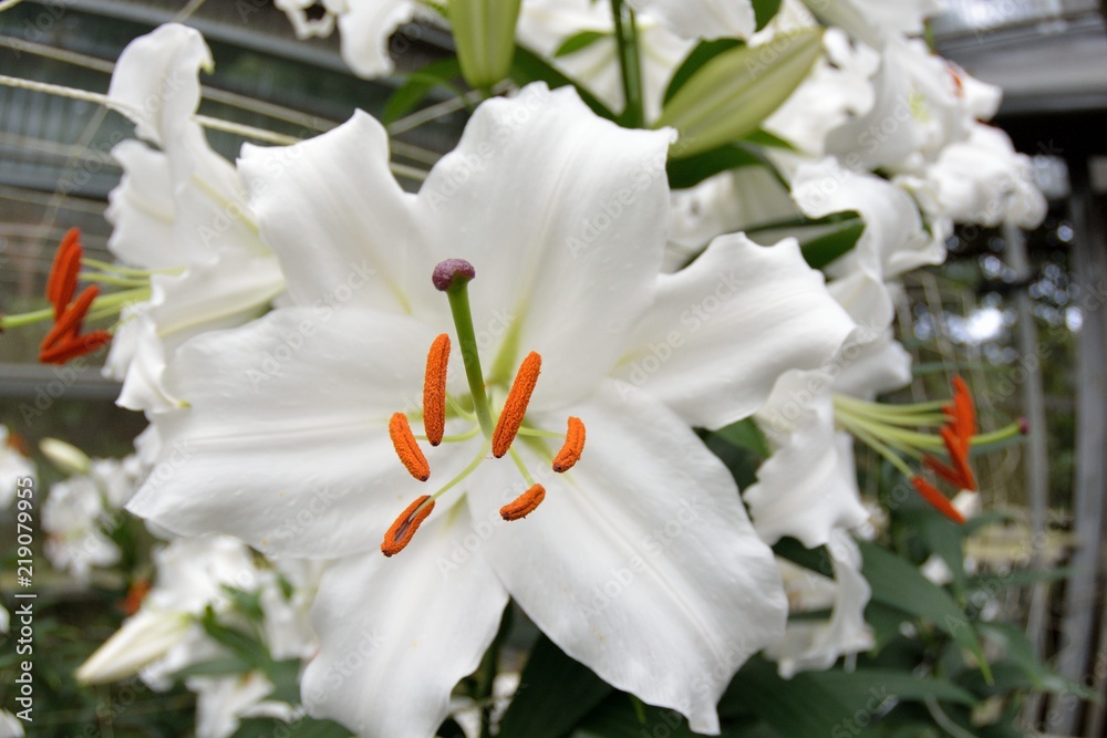 Fototapeta premium Perfume lily / Lilium (Big brother) 