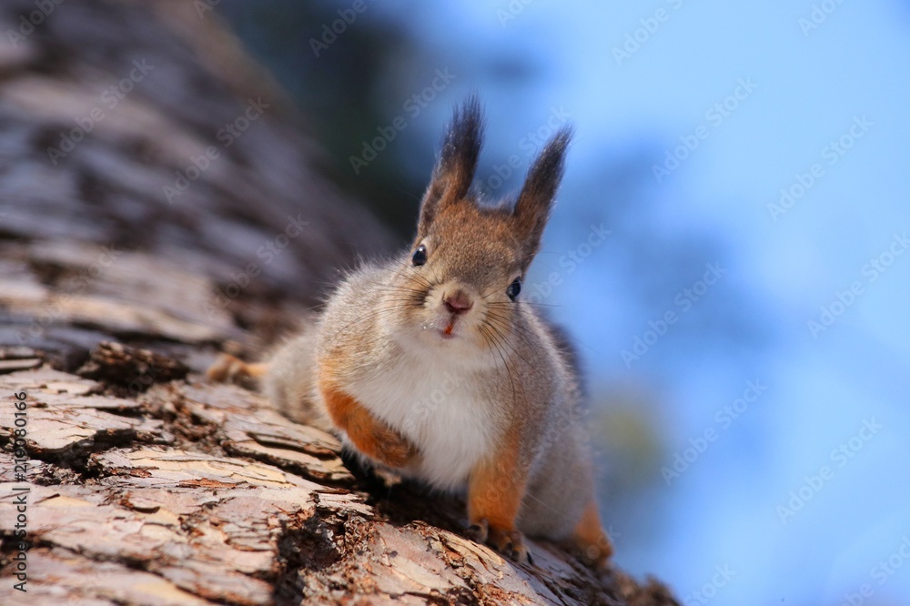 Obraz premium Red-headed squirrel sits on a tree in the woods head-down eats nuts squirrel, animal, animal, mammal, rodent, tree, nature, forest, nuts, looks, eats, down, sky
