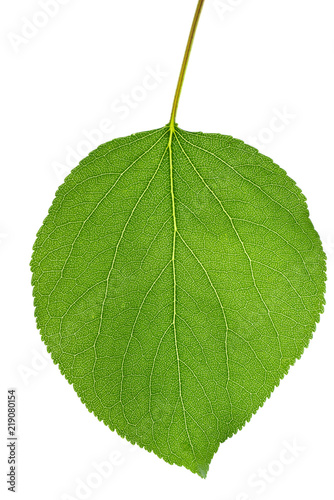 Green apricot leaf