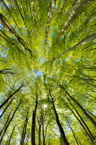 Forest of Beech Trees in Early Spring, from below, fresh green leaves