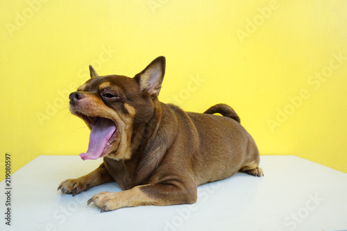 Fat Chihuahua dog is yawn and tongue stick, on yellow wall background © chonmachanok