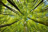Beech Trees Forest in Early Spring, from below, fresh green leaves