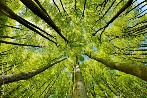 Panel kuchenny z motywem Beech Trees Forest in Early Spring, from below, fresh green leaves