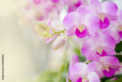 Fototapeta Naklejka Na Ścianę i Meble -  dendrobium orchid flower,in soft focus, on blurred background with copy space
