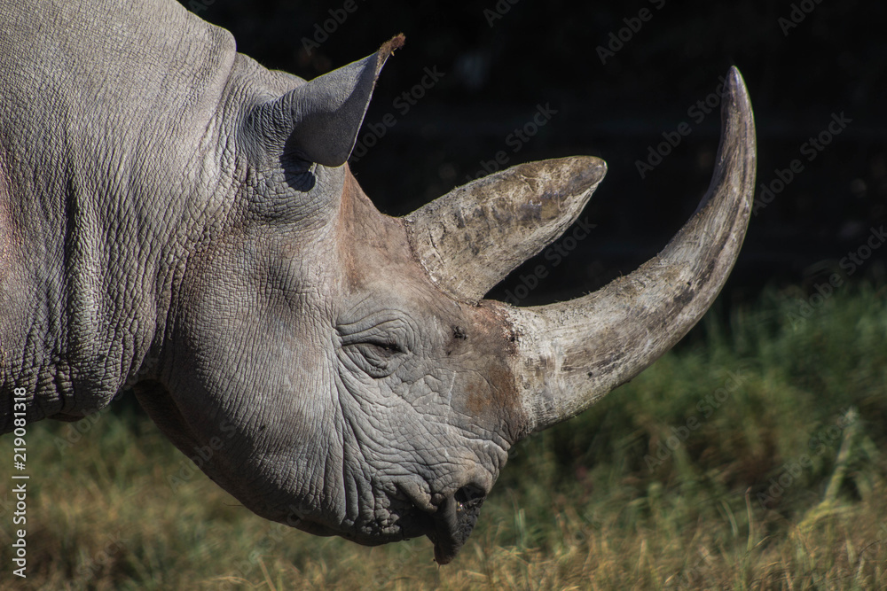 Fototapeta premium rinoceronte en cautiverio, especie protegida