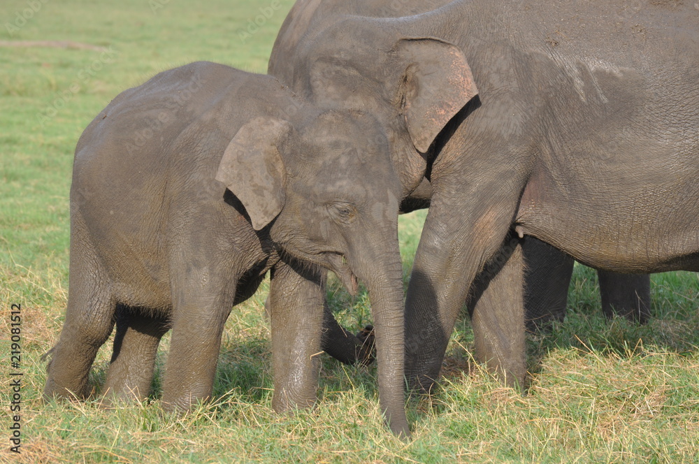 Fototapeta premium Asian Elephants in Sri Lanka