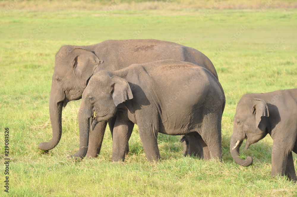 Asian Elephants in Sri Lanka
