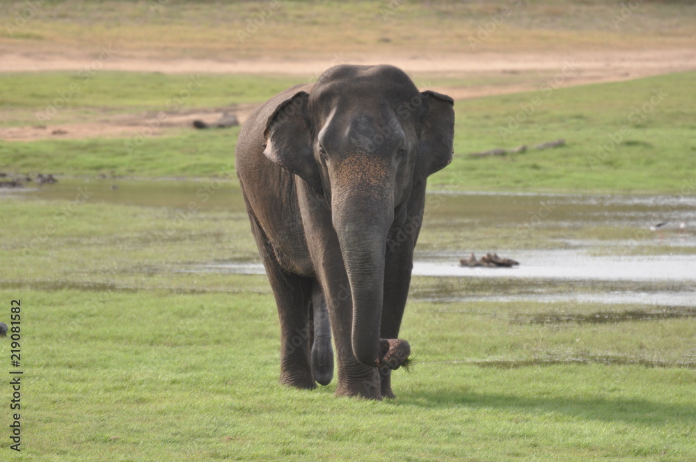 Fototapeta premium Asian Elephants in Sri Lanka