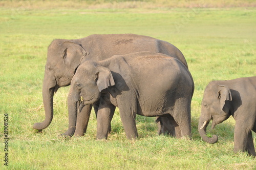 Asian Elephants in Sri Lanka