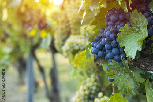 Fototapeta Naklejka Na Ścianę i Meble -  vineyard with ripe grapes in countryside at sunset