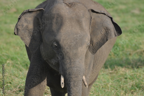 Asian Elephants in Sri Lanka