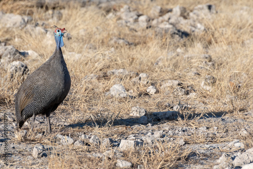 Beautiful helmeted guinea fowl standing tall in grass with space for text