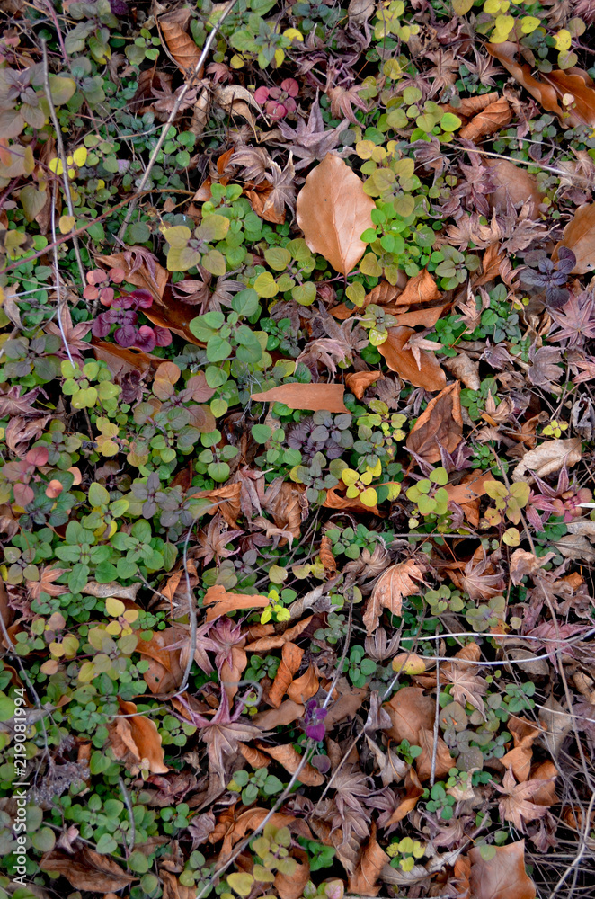 落ち葉や草が美しい大地のモザイク模様2