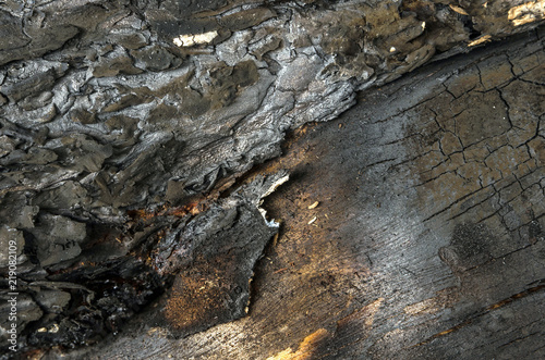 burnt wood texture