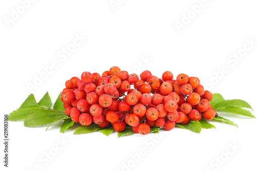 Rowan berries with leaves isolated on white background