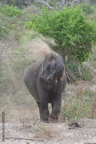 Canvas Print asian elephant sri lanka bathing