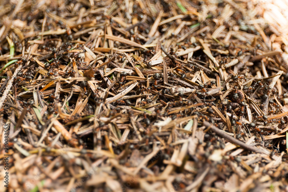 Ant hill home background, ant community or colony. Ant hill home background, ant community or colony.