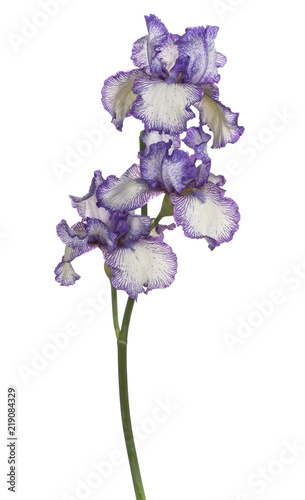 Fototapeta Naklejka Na Ścianę i Meble -  iris flower isolated