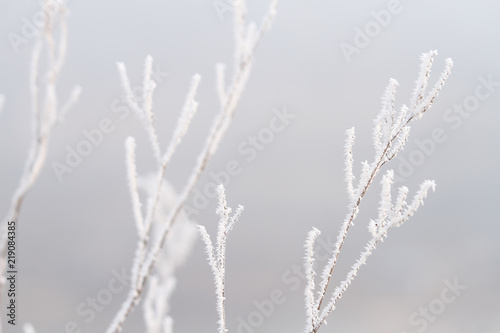 pure frost on tree in winter