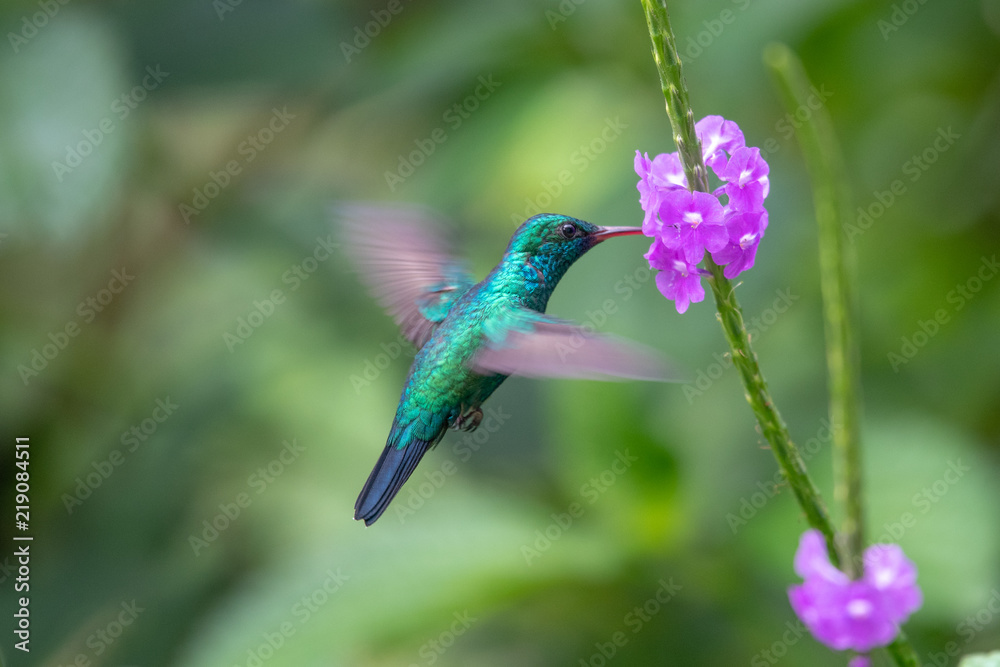 Obraz premium Hummingbird(Trochilidae)Flying gems ecuador