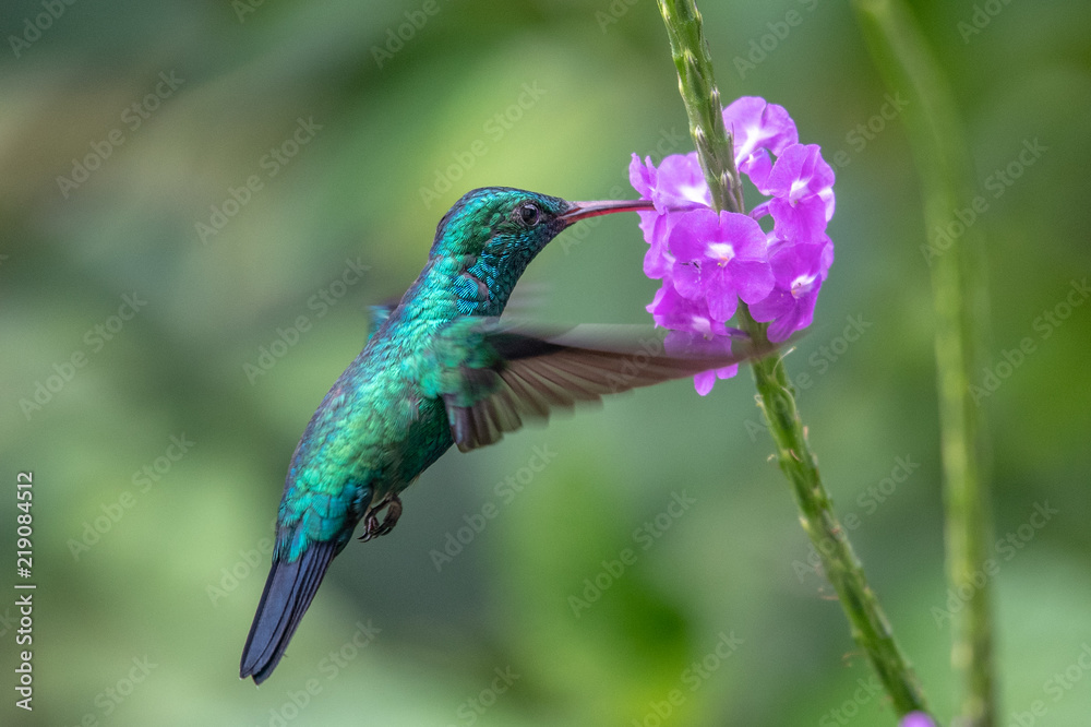 Obraz premium Hummingbird(Trochilidae)Flying gems ecuador
