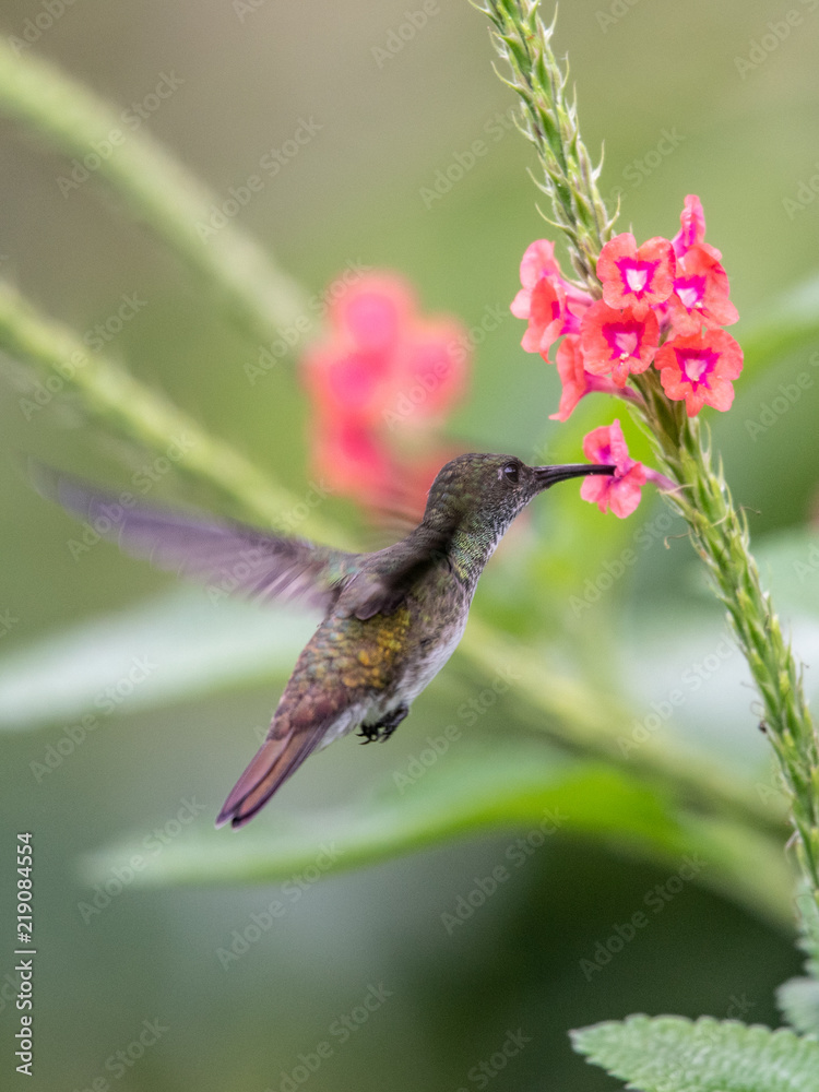 Hummingbird(Trochilidae)Flying gems ecuador Hummingbird(Trochilidae)Flying gems ecuador