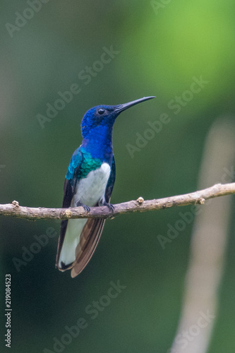 Hummingbird(Trochilidae)Flying gems ecuador