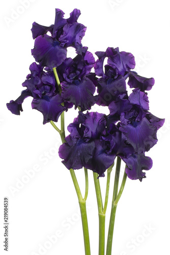 Fototapeta Naklejka Na Ścianę i Meble -  iris flower isolated