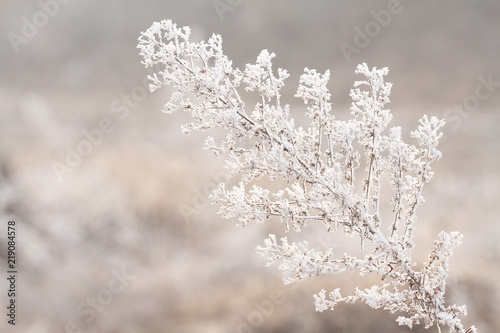 pure frost on grass in winter © Jessica