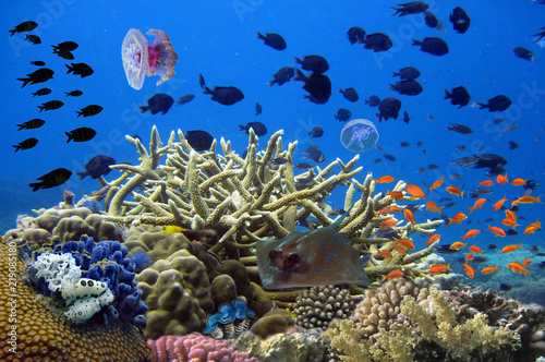 Fototapeta Naklejka Na Ścianę i Meble -  Stingray animal on the coral reef