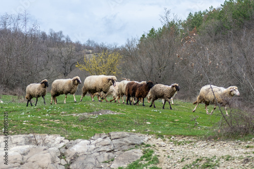 Sheeps in the mountain