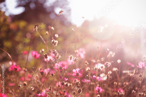 Beautiful pink flowers in soft focus in the rays of the setting sun, tender bokeh, natural floral background and texture © olezzo