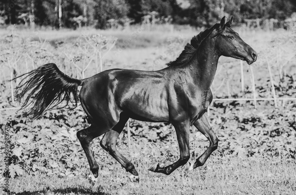 Running horse in summer