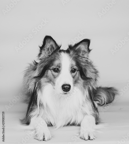 Beautiful border collie dog